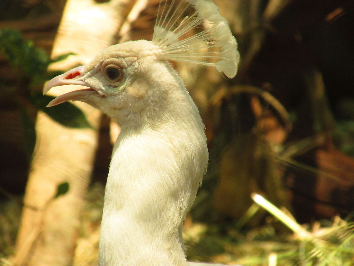 The close click  Indian Peafowl,Pavo cristatus