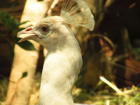 The close click  Indian Peafowl,Pavo cristatus