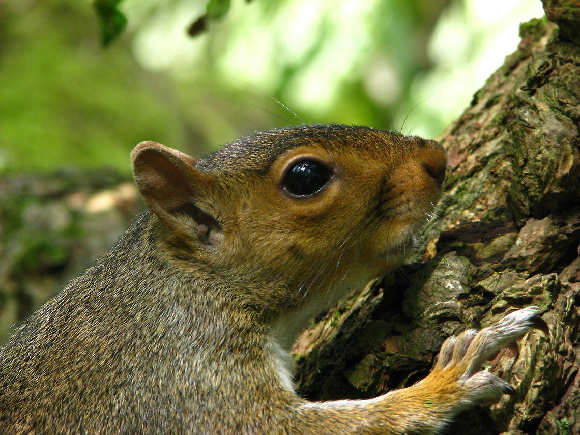 Grey Squirrel in Dublin Zoo A wild grey squirrel paying a visit to Dublin Zoo, Ireland Dublin,Dublin Zoo,Eastern gray squirrel,Eurasian Grey Squirrel,Geotagged,Invasive species,Ireland,Sciurus carolinensis,Zoo