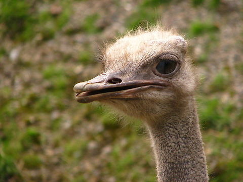 Alert Ostrich in Dublin Zoo  Dublin,Dublin Zoo,Ostrich,Struthio camelus,Zoo