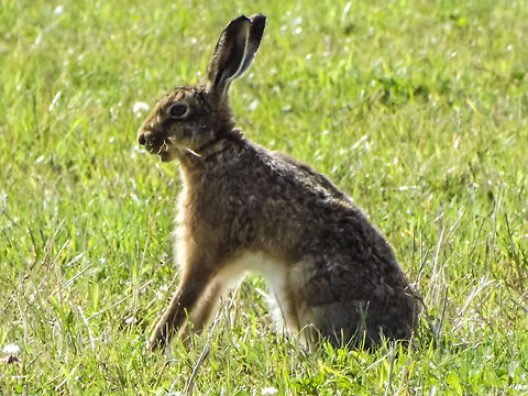 Hare keeping guard! Took me an hour to capture this beautiful, if not very skittish, hare in the Northumberland countryside without the need of a zoom lense! European hare,Lepus europaeus,british countryside,hare