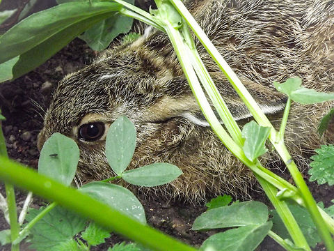 If I just lie really really still! Found this little fella taking shelter from the rain in my vegetable patch! Reminds me of Peter Rabbit hiding in Mr.McGregors garden! European hare,Hare,Lepus europaeus,garden,levrett,vegetable patch