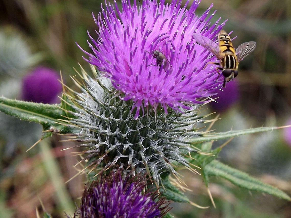 Thistle in bloom Stunning thistle in full bloom being enjoyed by a few little creatures! Fly,Geotagged,Helophilus pendulus,Thistle,United Kingdom,hoverfly,purple,wildflower
