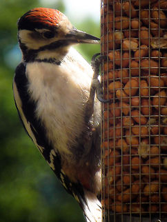 Lesser spotted woodpecker Stunning visitor to my bird table Birds,Dendrocopos major,Great Spotted Woodpecker,Woodpecker,nuts