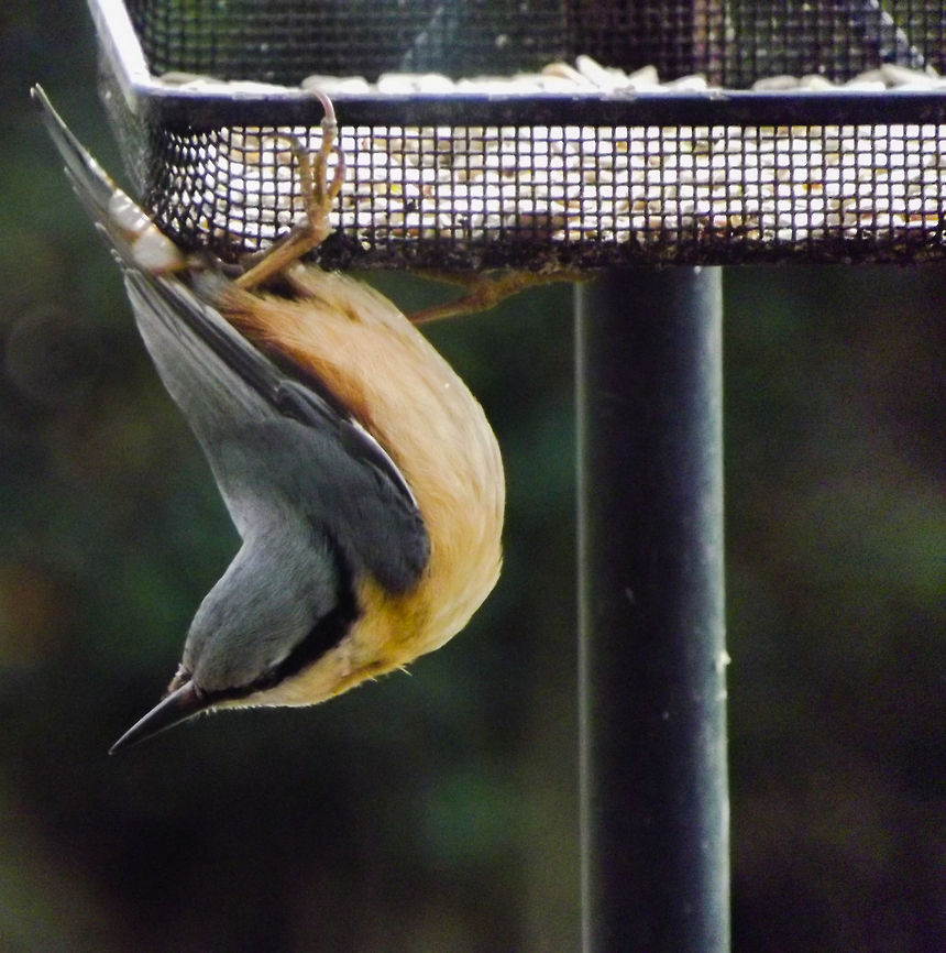 Nuthatch  Birds,Eurasian Nuthatch,Garden Birds,Sitta europaea,nuthatch