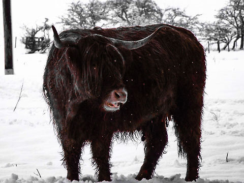 Highland Cow  Bos primigenius taurus,Cattle,Highland cattle,snow