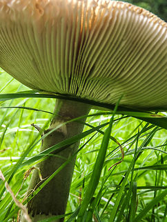Mushroom Ants eye view of a mushroom Fungi,mushroom