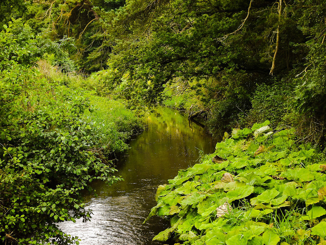50 Shades of Green!  Geotagged,Stream,United Kingdom,green,rhubarb,woodland