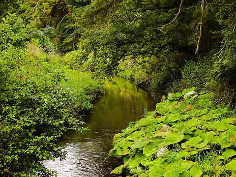 50 Shades of Green!  Geotagged,Stream,United Kingdom,green,rhubarb,woodland