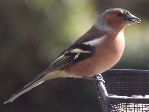 Chaffinch  Chaffinch,Fringilla coelebs,Garden Birds