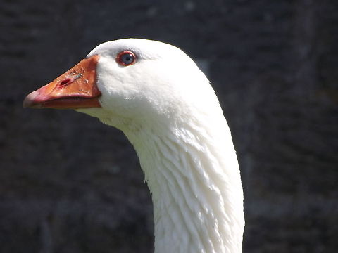 Goosey Goosey Gander!!  Anser anser domesticus,Birds,Domestic goose,Goose,Water Birds