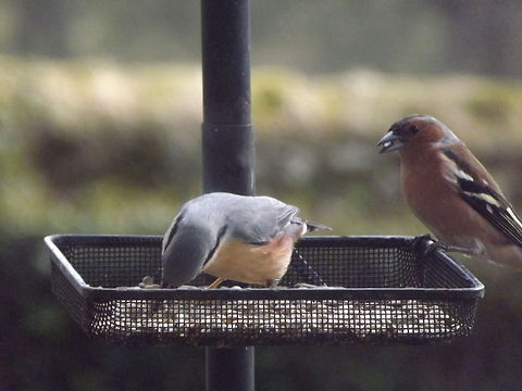 He's behind you!!  Birds,Chaffinch,Eurasian Nuthatch,Garden Birds,Sitta europaea,nuthatch