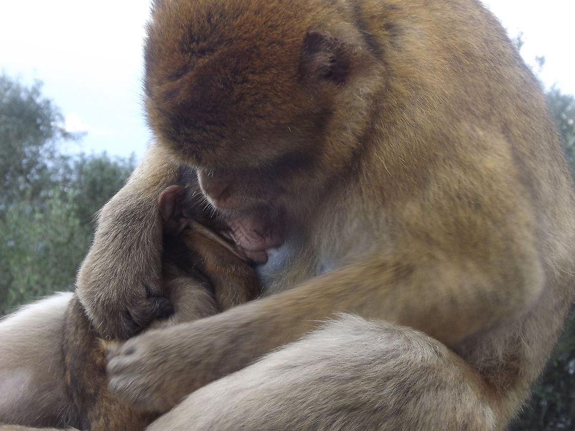Dinner time!  Barbary Macaque,Feeding,Geotagged,Gibraltar,Macaca sylvanus,Rock of Gibraltar,baby,barbary ape