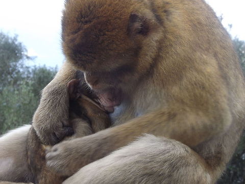 Dinner time!  Barbary Macaque,Feeding,Geotagged,Gibraltar,Macaca sylvanus,Rock of Gibraltar,baby,barbary ape
