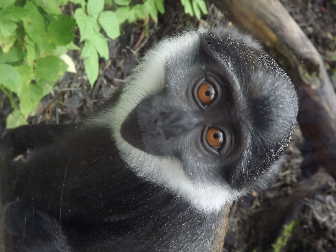 What you looking at??!  Cercopithecus lhoesti,Geotagged,LHoests monkey,United Kingdom,Zoo,monkey
