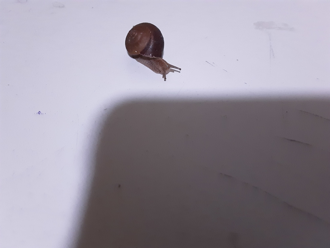 Snail I as a sea animal lover would like to know what type of snail this is (i don't eat sea animals so if the fishing industry posted about it I would not know also I am enemies with my grandpa who abuses sea animals and the ecosystem.