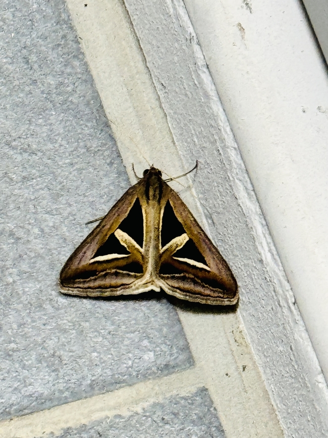 Trigonodes hyppasia, Thailand  Geotagged,Summer,Triangles,Trigonodes hyppasia