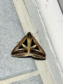 Trigonodes hyppasia, Thailand  Geotagged,Summer,Triangles,Trigonodes hyppasia