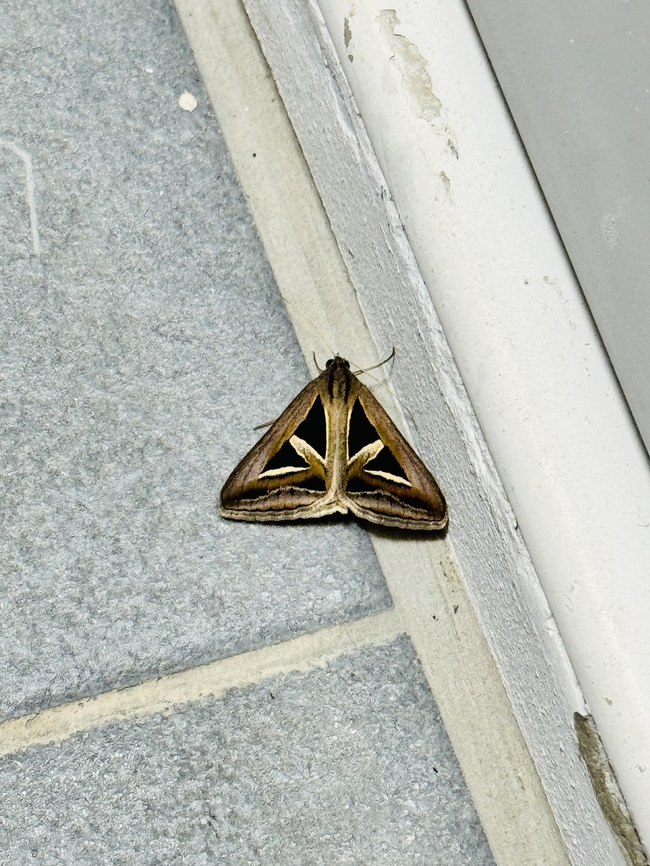 Triangle moth Pattaya Thailand Triangles,Trigonodes hyppasia