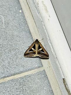 Triangle moth Pattaya Thailand Triangles,Trigonodes hyppasia