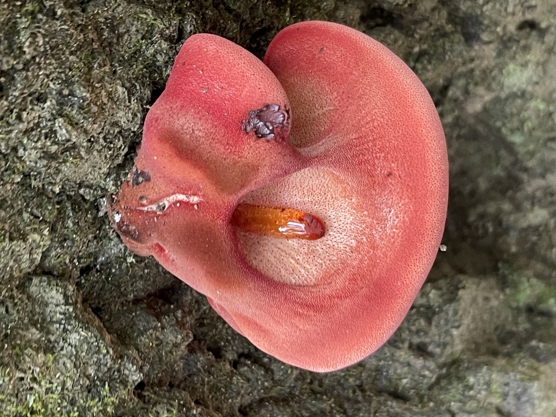 Fistulina sp., NC, USA  Geotagged,Summer,United States