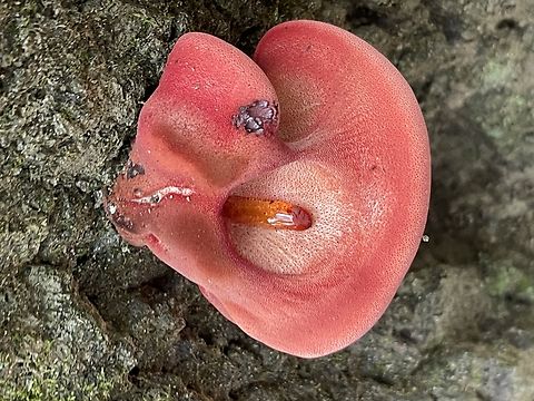 Fistulina sp., NC, USA  Geotagged,Summer,United States