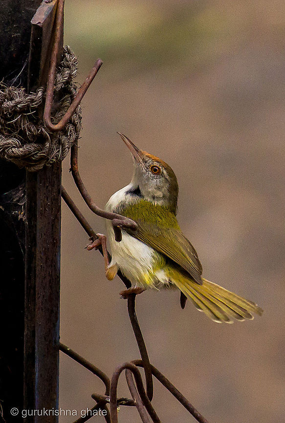 Tailor Bird  Common Tailorbird,Orthotomus sutorius