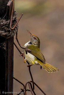 Tailor Bird  Common Tailorbird,Orthotomus sutorius