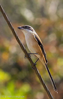 Shrike  Lanius schach,Long-tailed Shrike