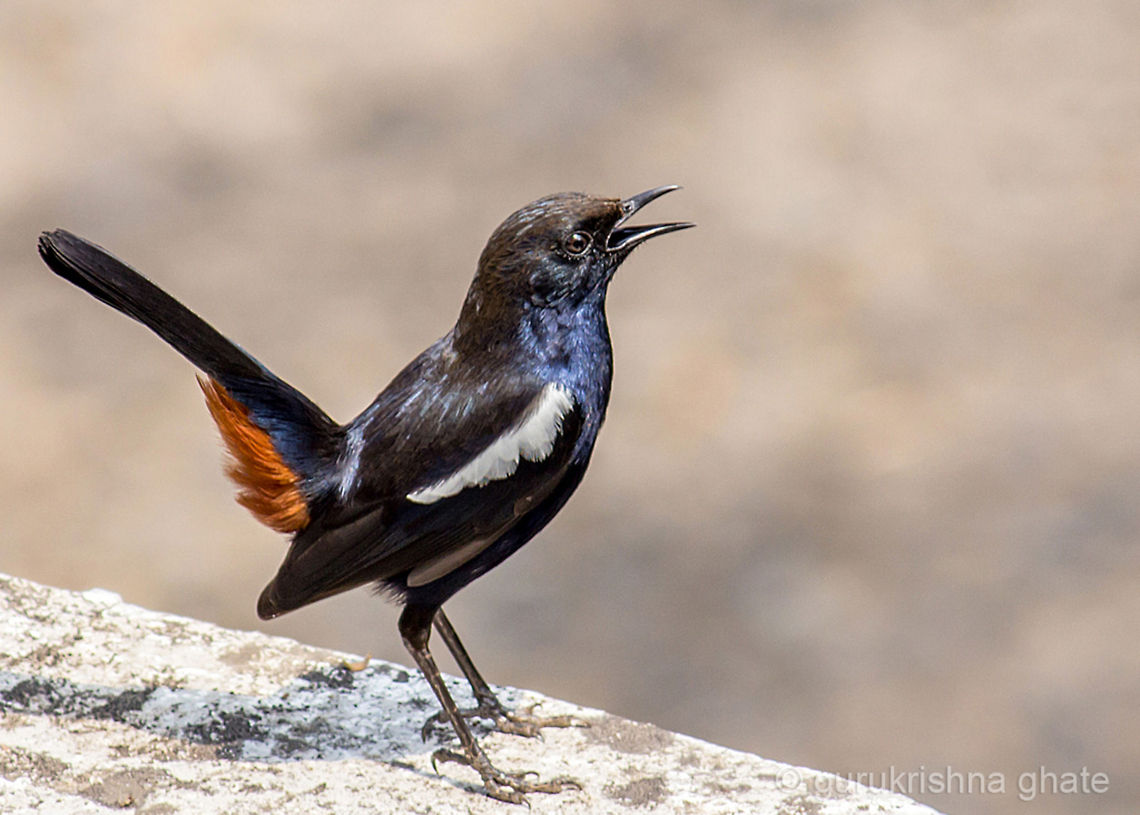 Indian Robin (Male)  Indian Robin,Saxicoloides fulicatus