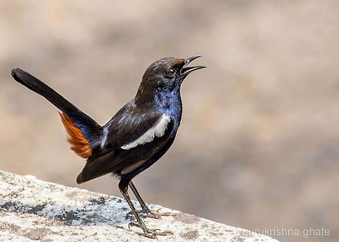 Indian Robin (Male)  Indian Robin,Saxicoloides fulicatus