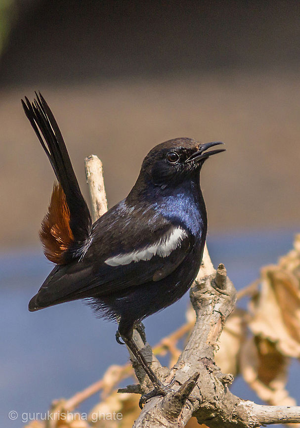 Indian Robin(male)  Indian Robin,Saxicoloides fulicatus