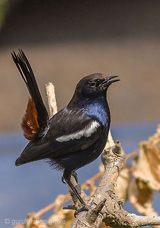 Indian Robin(male)  Indian Robin,Saxicoloides fulicatus
