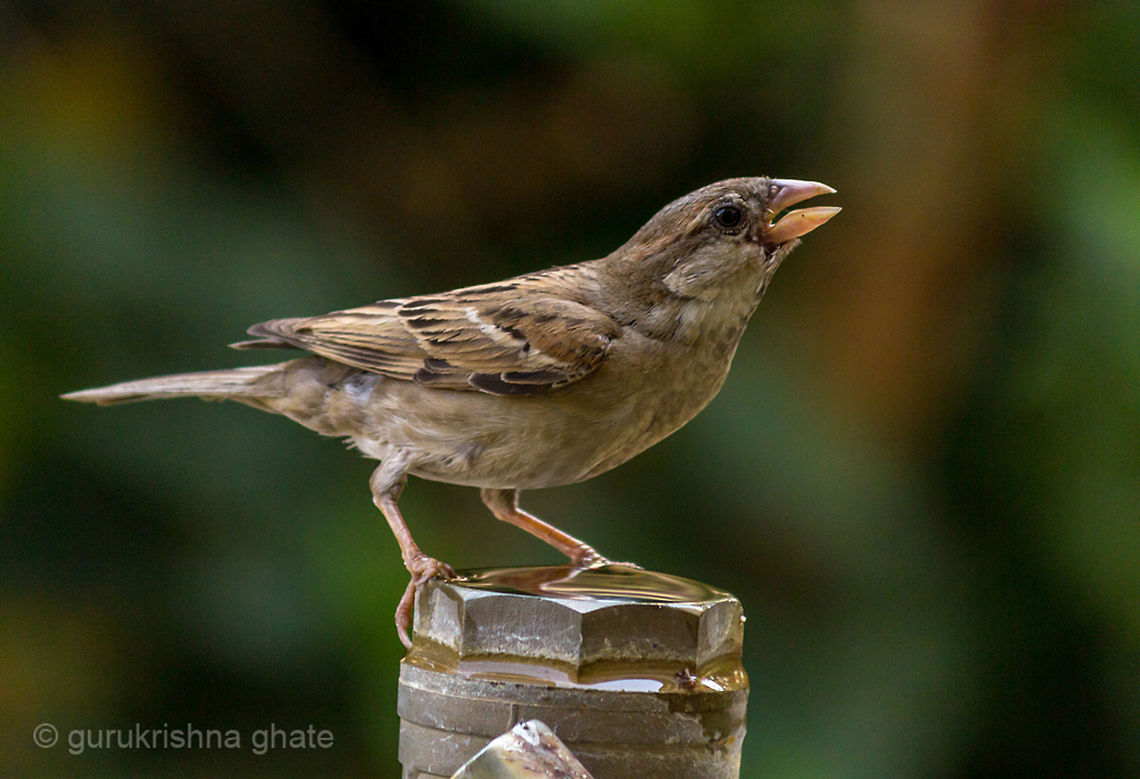 Common Sparrow Common Sparrow, in need and search of water.... House Sparrow,Passer domesticus