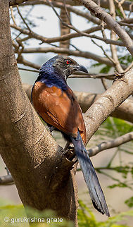 Greater Coucal  Centropus sinensis,Greater Coucal