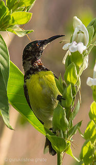 Purple Rumped Sunbird  Leptocoma zeylonica,Purple-rumped Sunbird