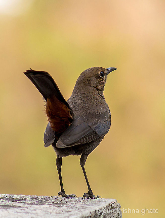 Indian Robin (Female)  Indian Robin,Saxicoloides fulicatus