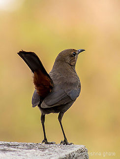 Indian Robin (Female)  Indian Robin,Saxicoloides fulicatus