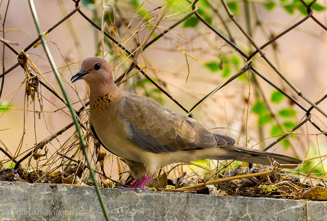Hola (Laughing Dove)  Laughing Dove,Spilopelia senegalensis