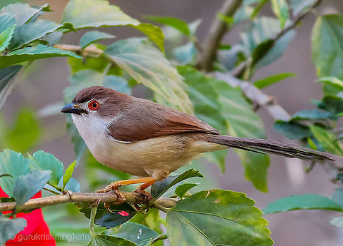 Yellow Eyed Babbler  Chrysomma sinense,Yellow-eyed Babbler
