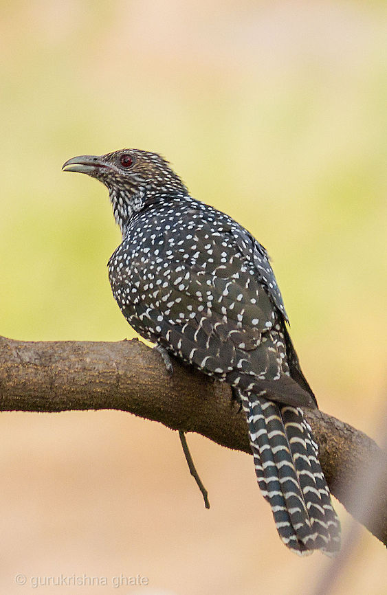 Asian Koyal (Female)  Asian Koel,Eudynamys scolopaceus