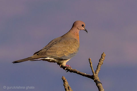 Hola (Laughing Dove)  Laughing Dove,Spilopelia senegalensis