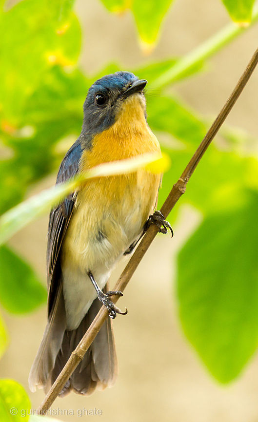 Tickells Blue Flycatcher  Cyornis tickelliae,Tickells Blue Flycatcher