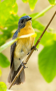 Tickells Blue Flycatcher  Cyornis tickelliae,Tickells Blue Flycatcher