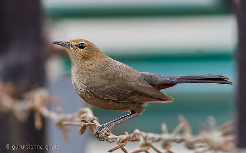 Indian Robin (Female)  Indian Robin,Saxicoloides fulicatus
