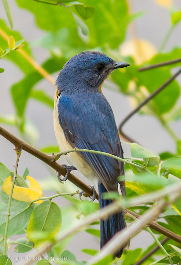 Tickells Blue Flycatcher  Cyornis tickelliae,Tickells Blue Flycatcher