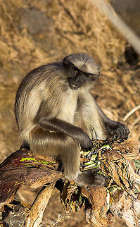 Gray Langoor  Northern plains gray langur,Semnopithecus entellus