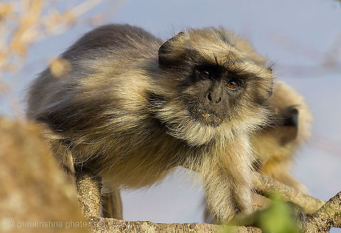 Gray Langoor  Northern plains gray langur,Semnopithecus entellus