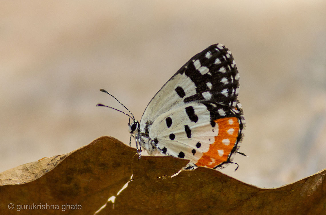 Red Pierrot  Red Pierrot,Talicada nyseus