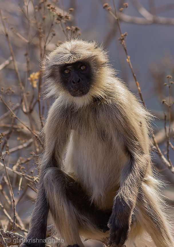 Gray Langoor  Northern plains gray langur,Semnopithecus entellus